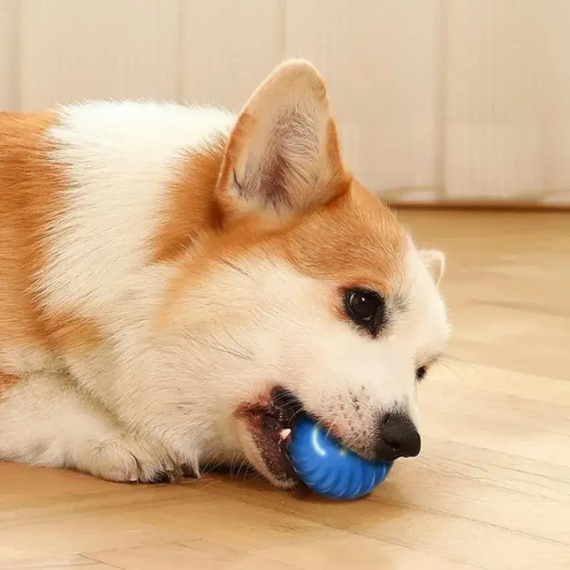 Interactive dog ball toy being chewed by a Corgi on a wooden floor, promoting fun and engagement for pets.