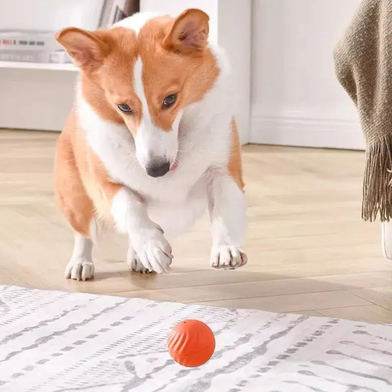 Interactive dog ball toy being played with by a corgi on a light-colored rug.