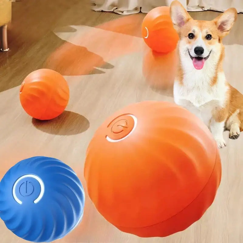 Interactive dog ball toy in vibrant colors with a happy corgi playing with them in a living room setting.